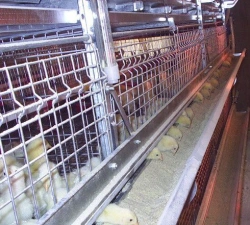 Cage Equipment for Raising Broiler Chickens and Pullets TCSV