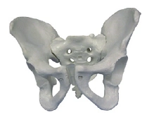 Male Pelvic Bones Anatomical Model, Art. SK1127