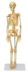 Anatomical Human Skeleton Model 85 cm - 11101-3