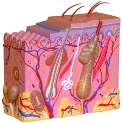 Skin Anatomy Model for Educational Purposes, Model 41002