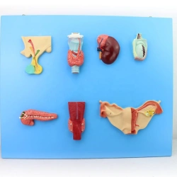 Endocrine System Model for Educational Purposes, Model 19002