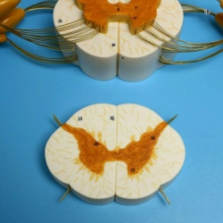 Enlarged Spinal Cord Model and Spinal Nerve Branch, 18103