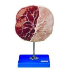 Placenta Model with Umbilical Cord Connections, F55(R)