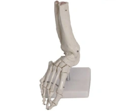 Right Foot Skeleton Model with Ankle, 11201-6